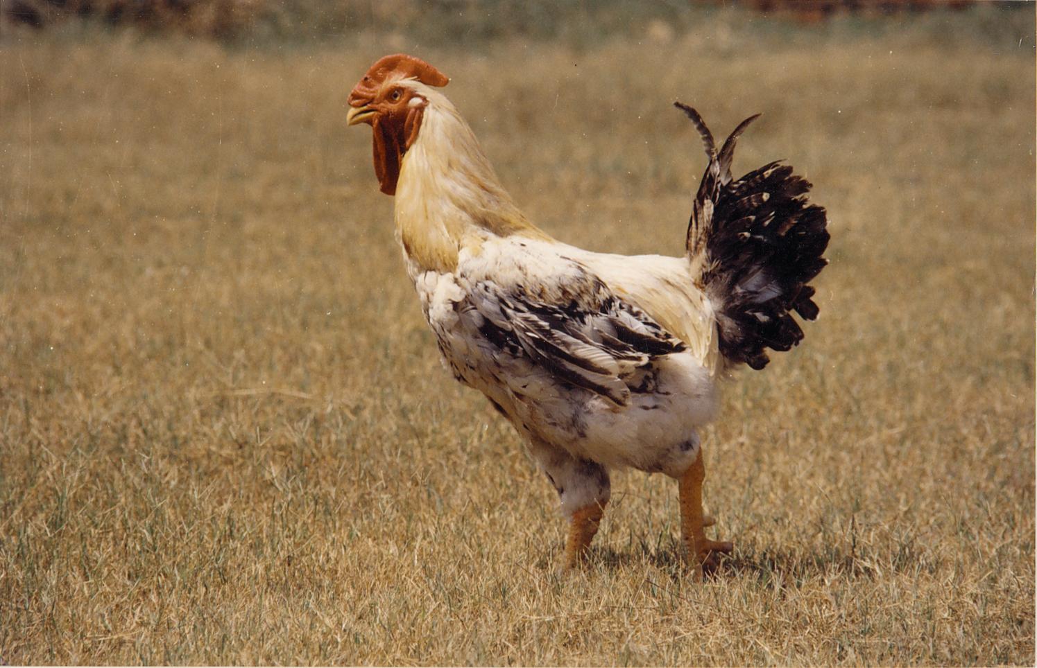 CARI DEBENDERA