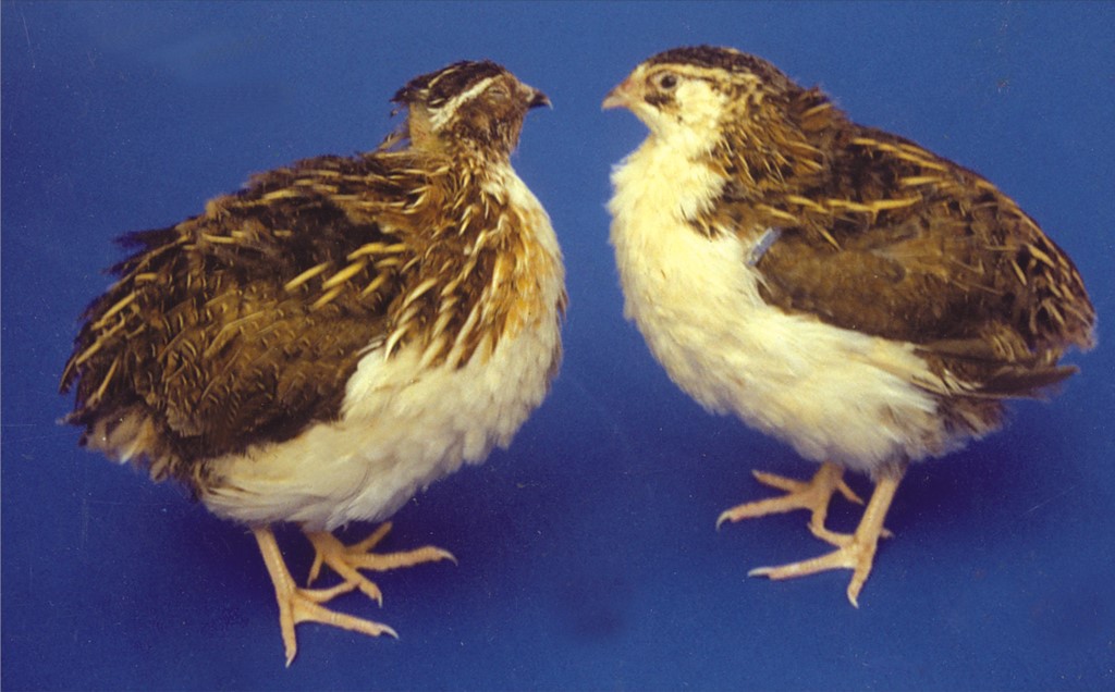 CARIUJJWAL (White Breasted Quail)