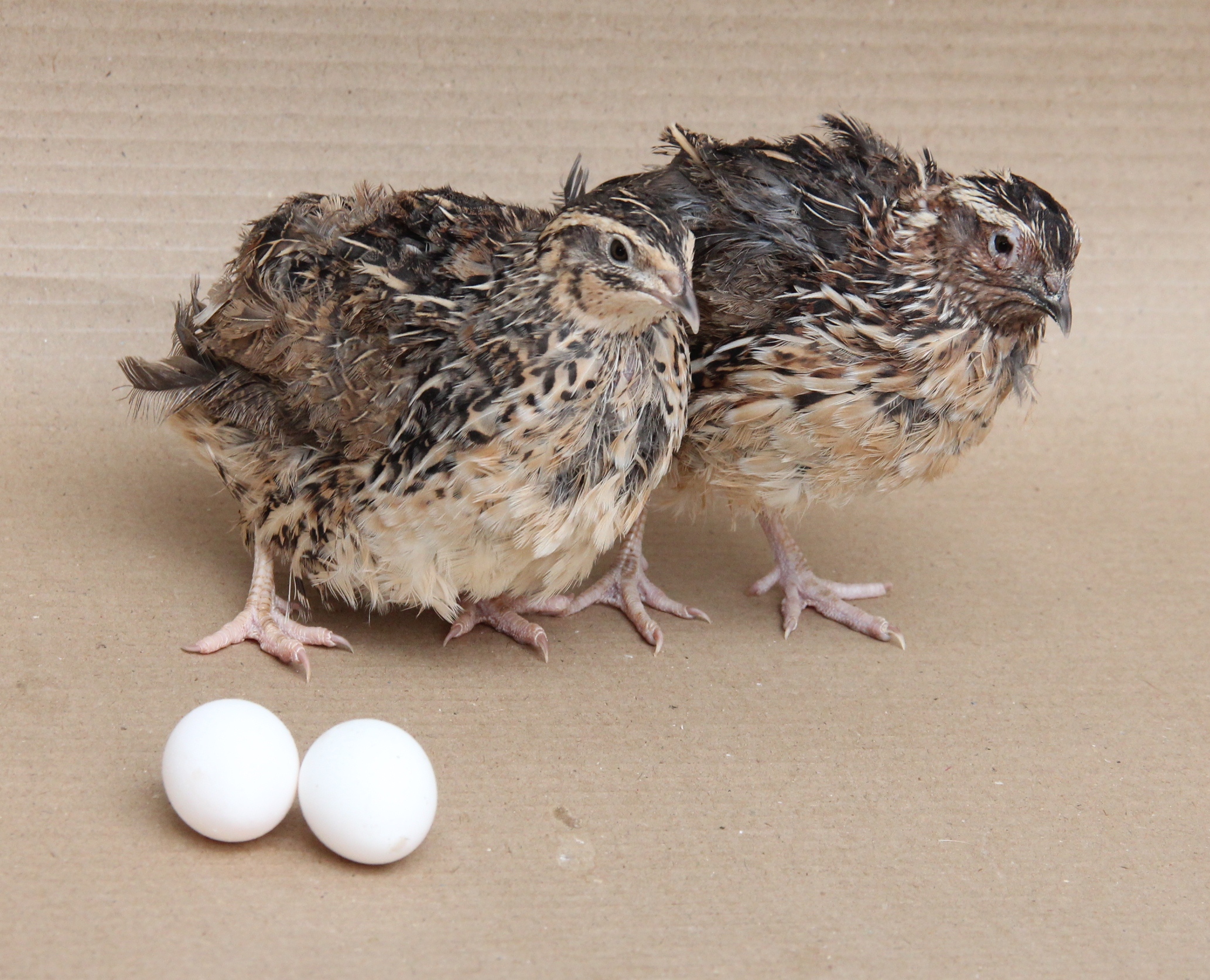 CARIPEARL (White Egger)