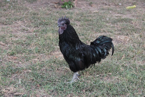 Kadaknath