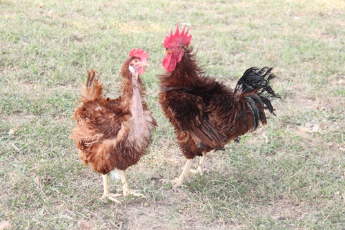 Frizzle Fowl