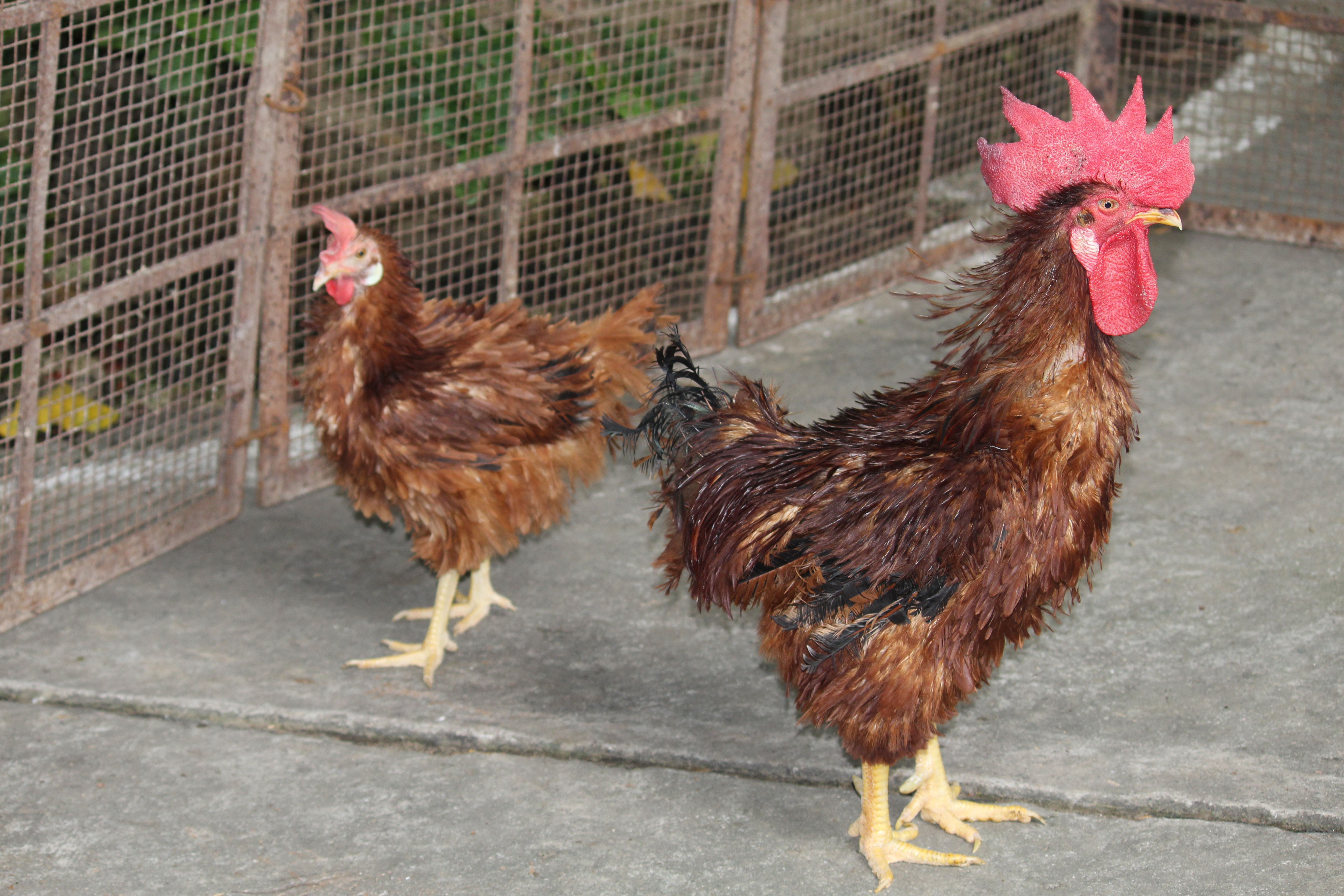 UPCARI