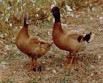 CARIKHAKICAMPBELL