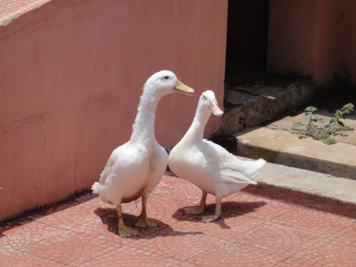 CARIWHITEPEKIN