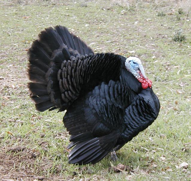 Turkey Black