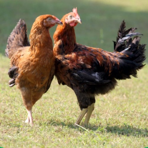 CARIBROSAMRIDHI
