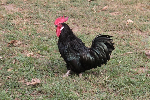 Nicobari