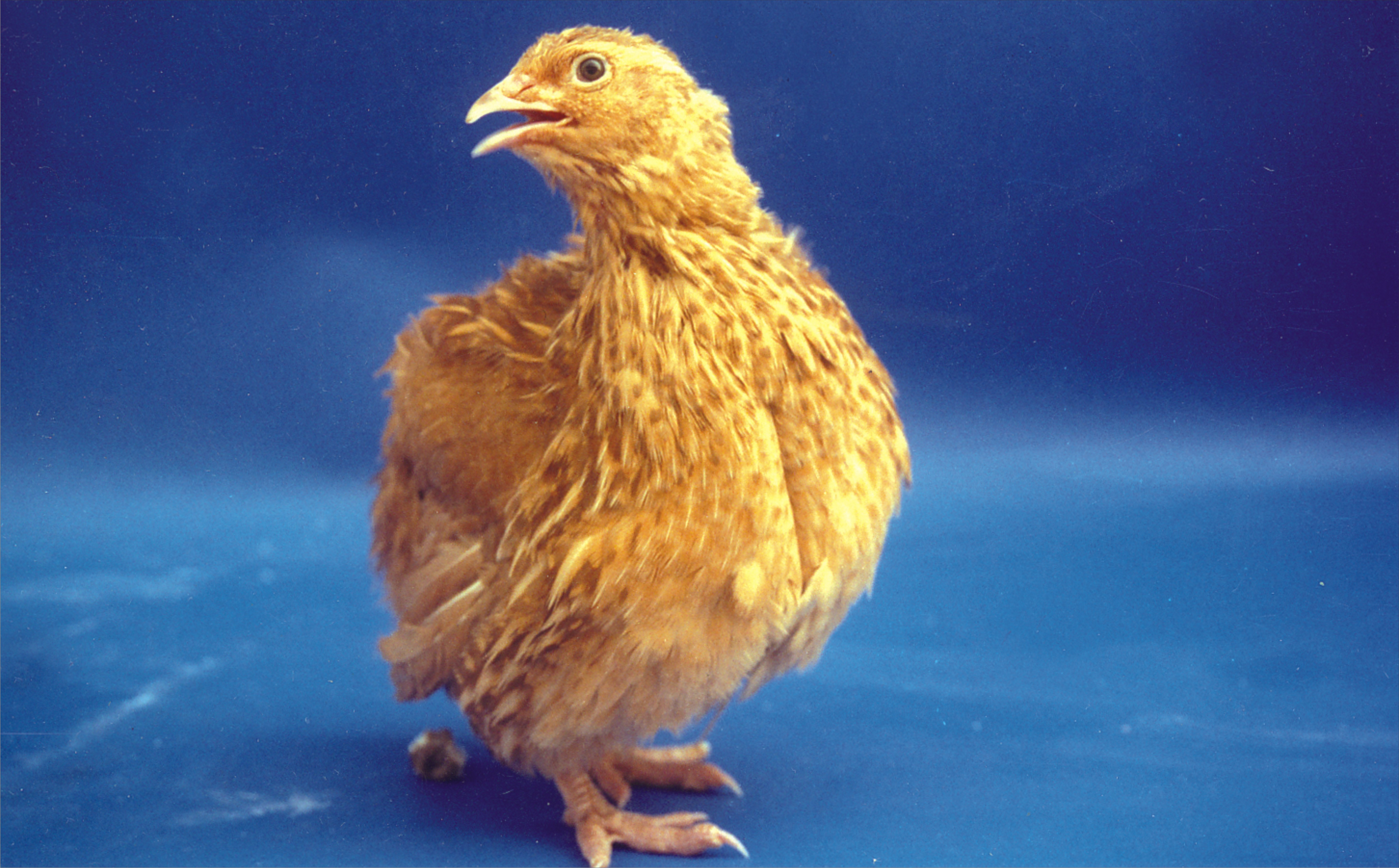 CARIBROWN (Brown Feathered Quail)