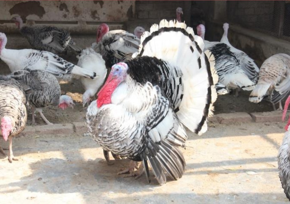 Turkey Chitla