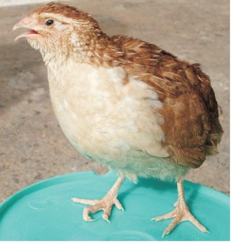 CARISUNHERI (Brown Feather White Breasted)