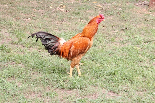 Aseel Peela