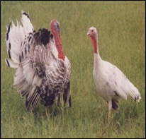 Turkey
