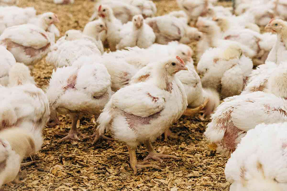Avian Physiology & Reproduction