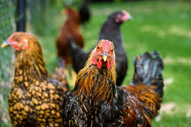 Avian Genetics & Breeding